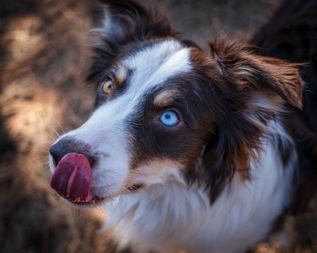 Puppy Pitbulls with Blue Eyes