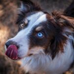 Puppy Pitbulls with Blue Eyes