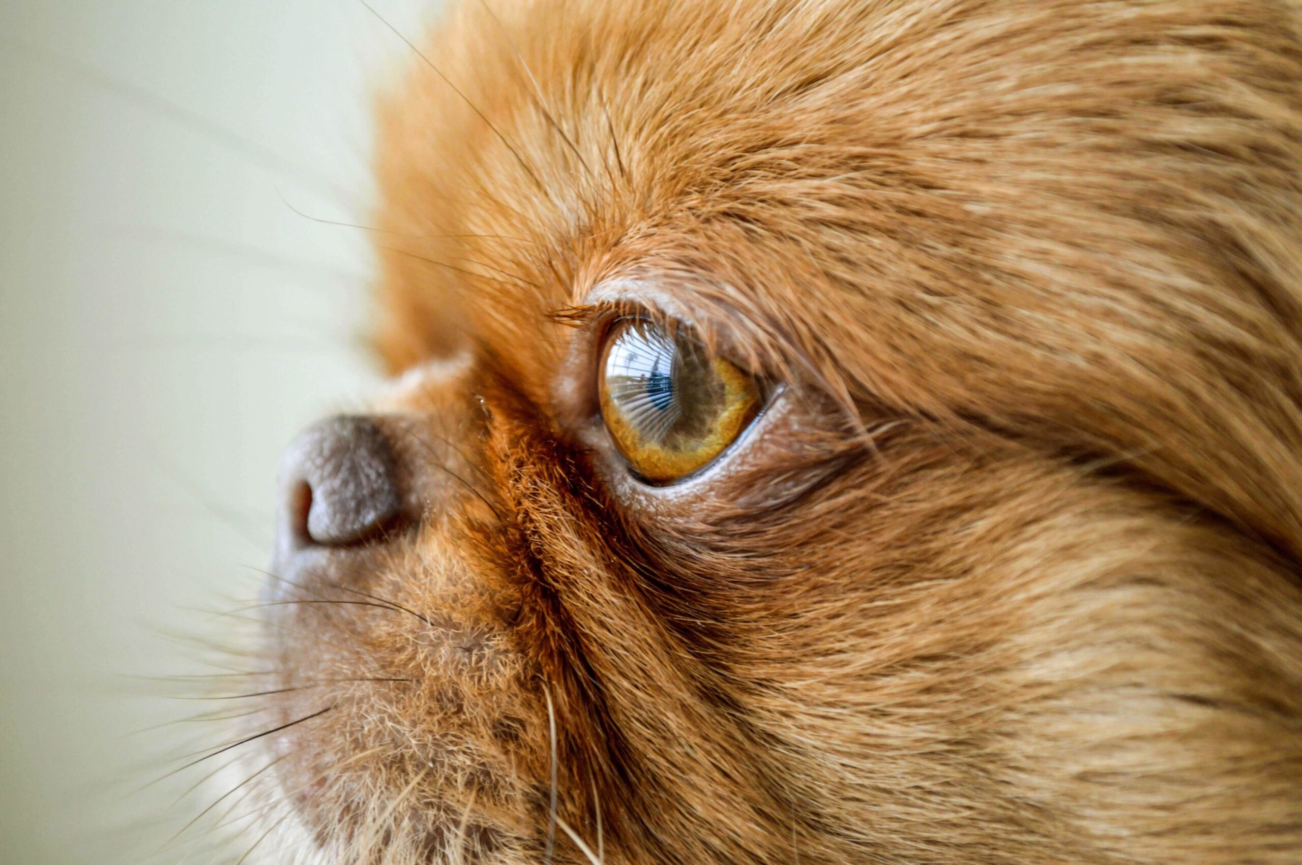 A close up shot of a pekingese short hair puppy