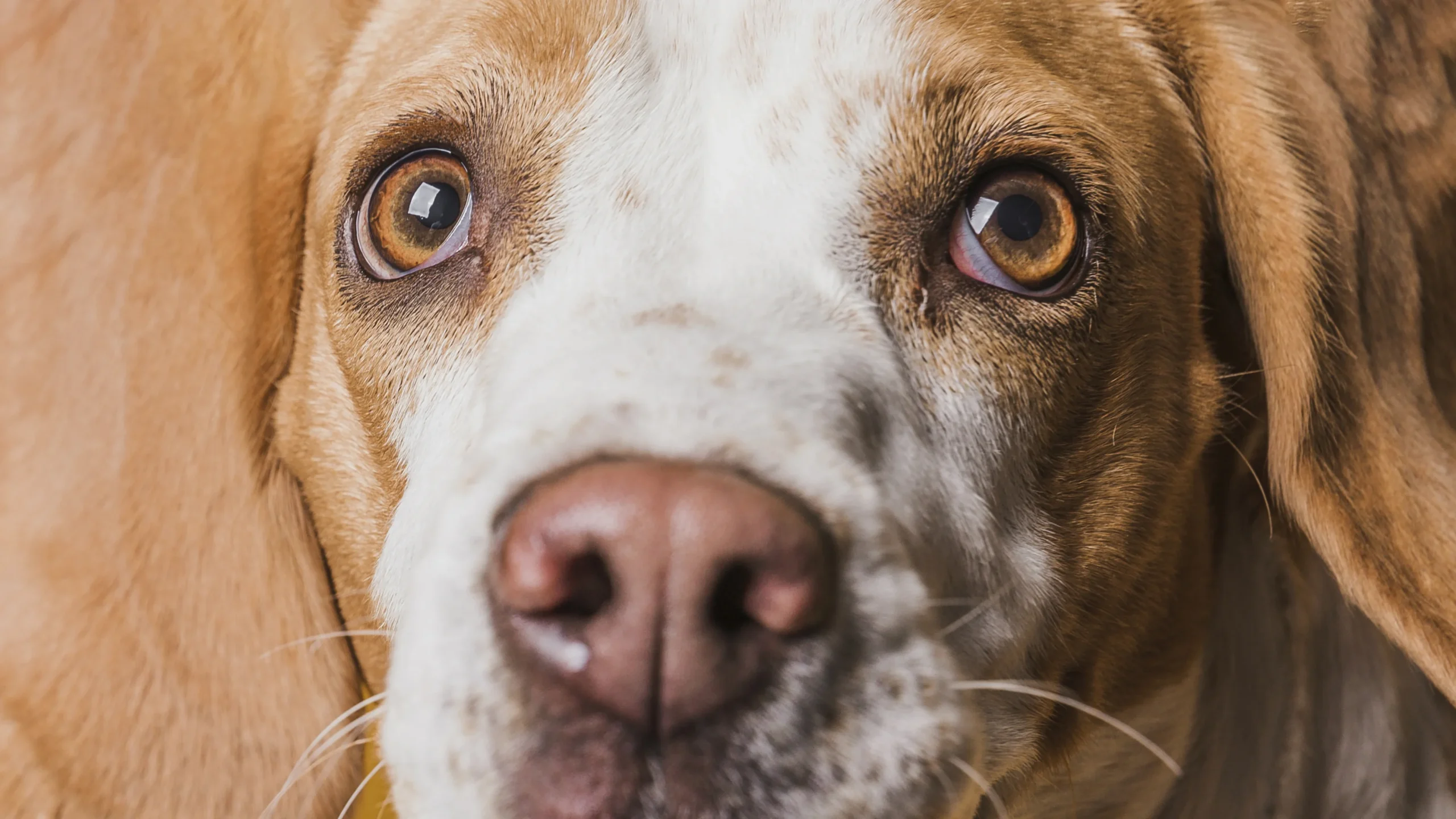 Why Are Puppy Dog Eyes So Cute?