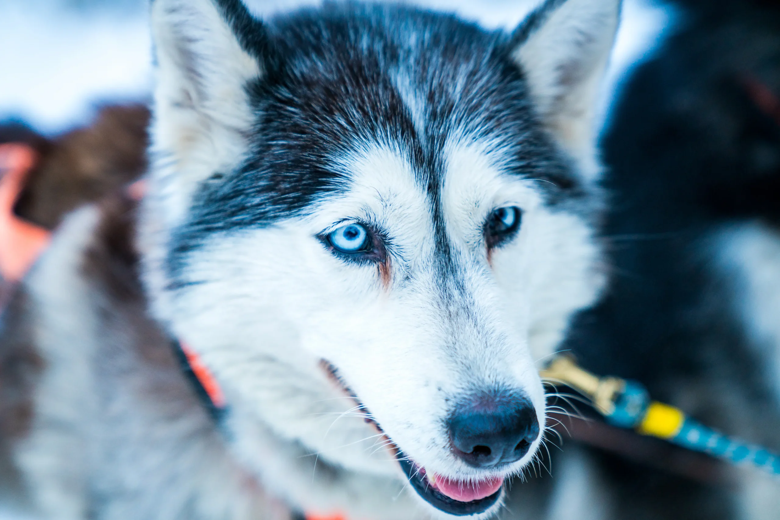 Why Do Huskies Have Blue Eyes