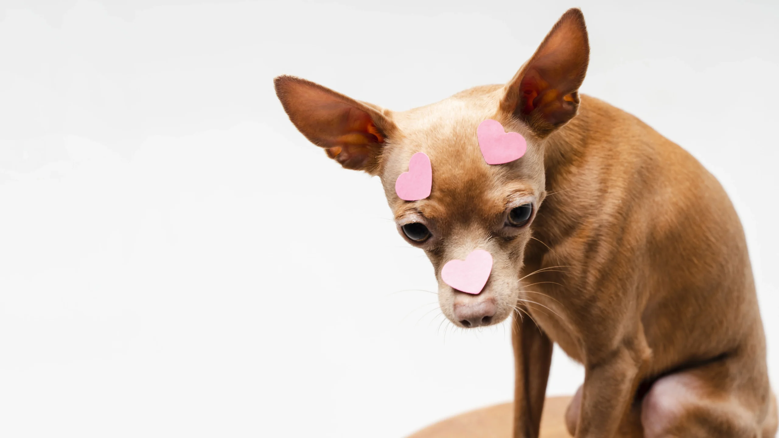 Dog’s Face Swollen on One Side Under the Eye