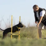 seeing eye puppy training