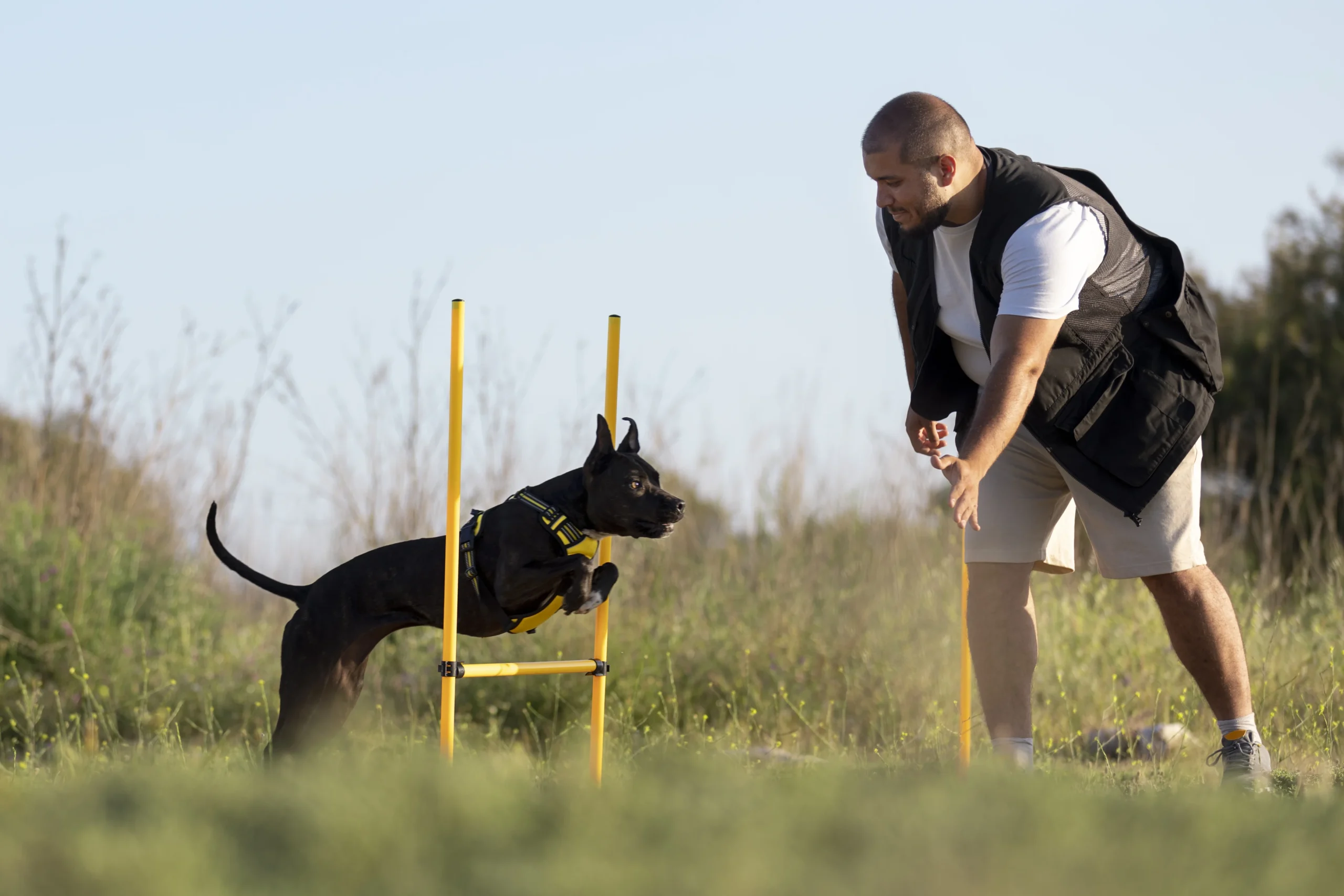 seeing eye puppy training