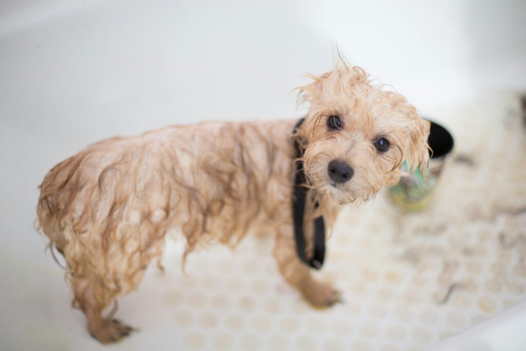 Puppy Eye Wash: A Complete Guide for Healthy Eyes