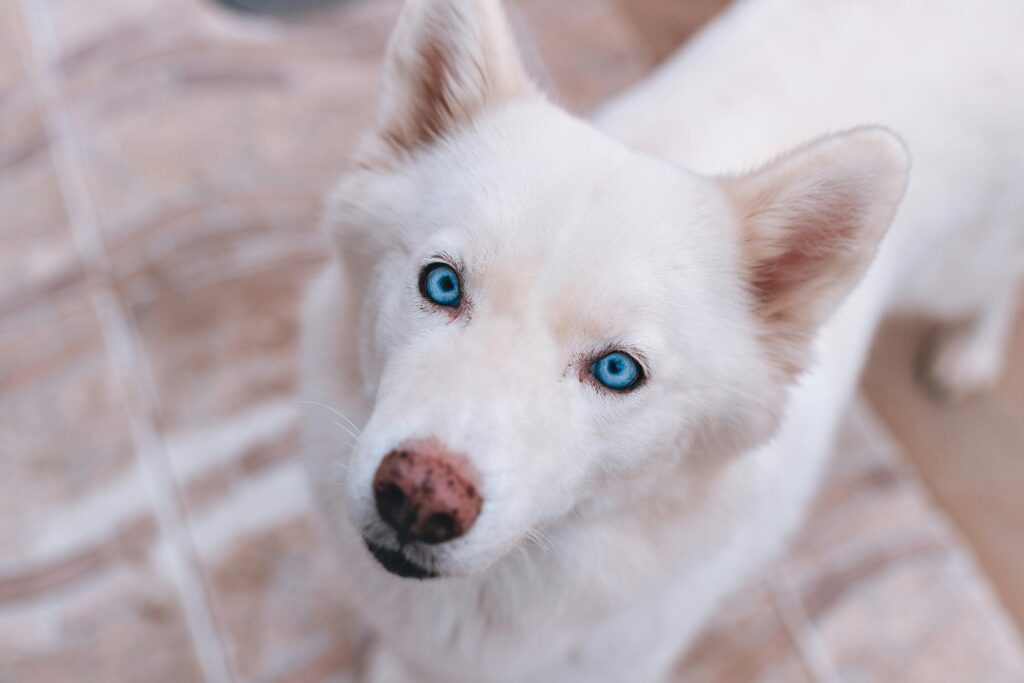 When Do Puppies’ Eyes Change Color