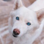 When Do Puppies’ Eyes Change Color