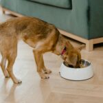 Diamond Puppy Food