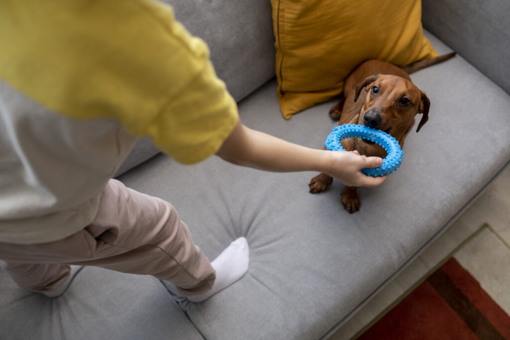 Pet Insurance That Covers Neutering