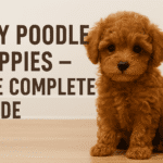 Toy Poodle Puppies