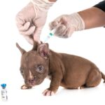 puppy vaccinations