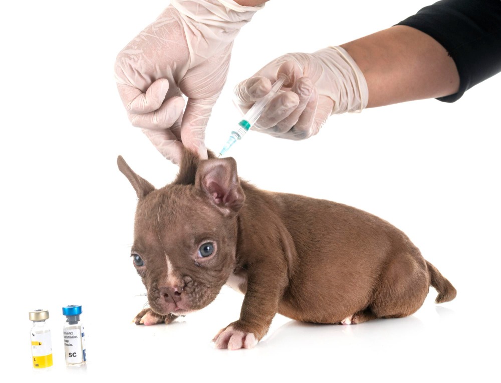 Benefits and Risk Factors of Vaccination in Puppies